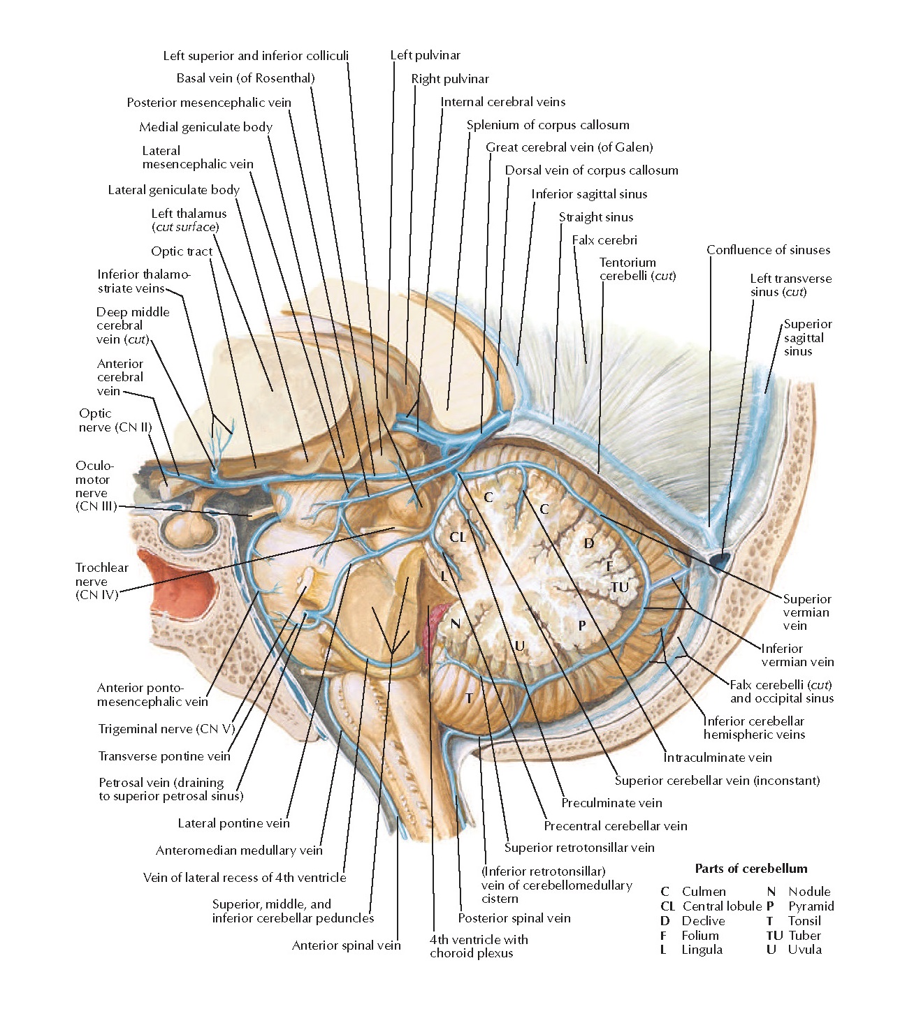 視覚解剖学と生理学、グローバルエディション+マルティーニの人体地図 Visual Anatomy 視覚解剖学